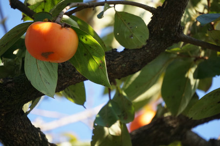 Persimmons ripening in autumn in Japanの写真素材