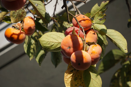 Persimmons ripening in autumn in Japanの写真素材