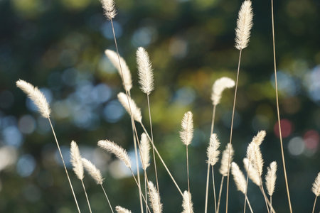 Green foxtail growing in the fields of Japanの写真素材