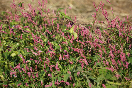 Japanese dogweed growing in the fieldsの写真素材