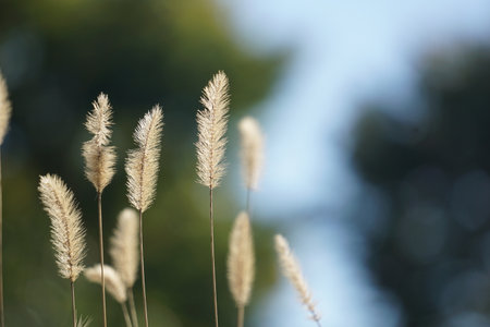 Green foxtail growing in the fields of Japanの写真素材