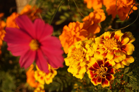 Marigold blooming in autumn in Japanの写真素材