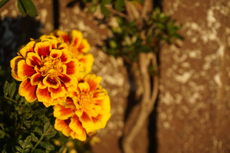 Marigold blooming in autumn in Japanの写真素材
