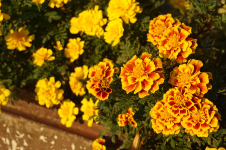 Marigold blooming in autumn in Japanの写真素材