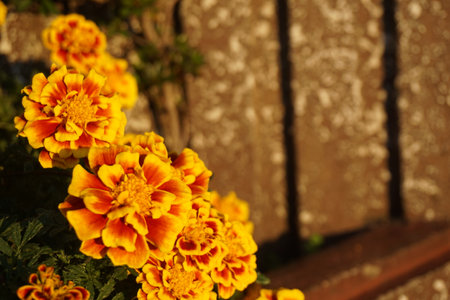 Marigold blooming in autumn in Japanの写真素材