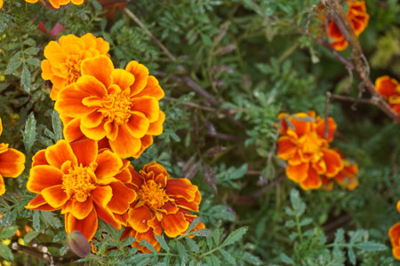 Marigold blooming in autumn in Japanの写真素材