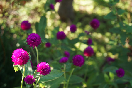 Crape myrtle blooming in autumn in Japanの写真素材