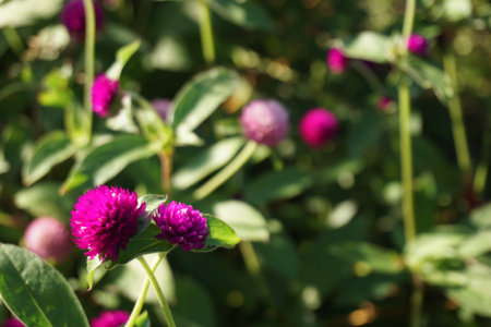 Crape myrtle blooming in autumn in Japanの写真素材