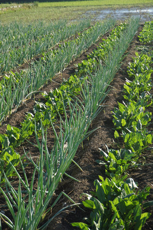 A field growing Japanese cropsの写真素材