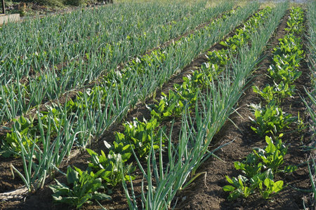 A field growing Japanese cropsの写真素材