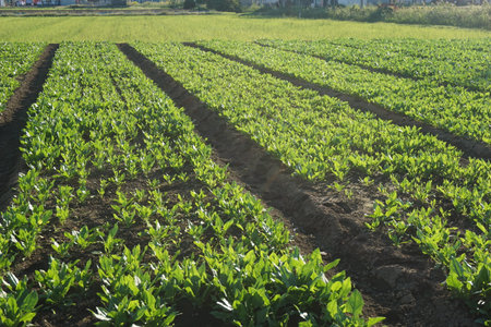 A field growing Japanese cropsの写真素材