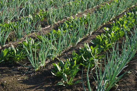 A field growing Japanese cropsの写真素材