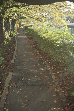 Road surrounded by trees and greeneryの写真素材