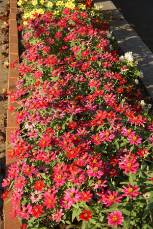 Zinnia blooming in autumn in Japanの写真素材