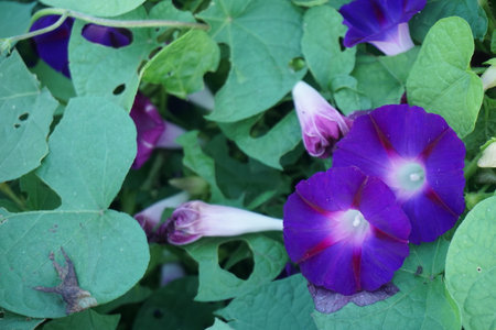 Bindweed with bright purple flowersの写真素材