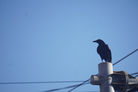 Crowの写真素材