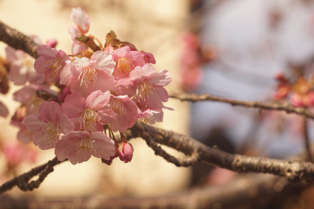 cherry blossomsの写真素材