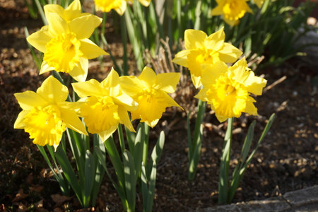 Narcissusの写真素材