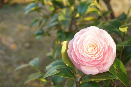 camelliaの写真素材
