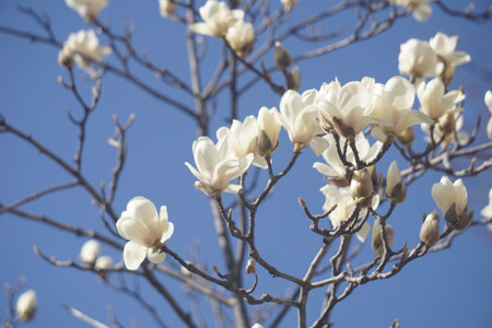 magnoliaの写真素材