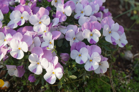 violaの写真素材