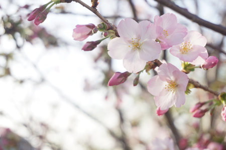 cherry blossomsの写真素材
