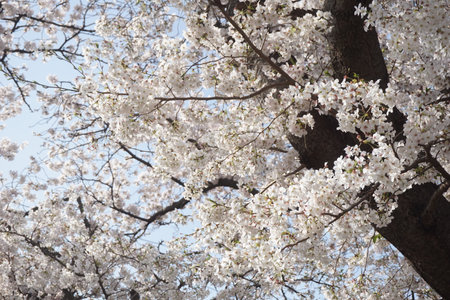 cherry blossomsの写真素材