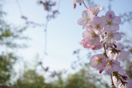 cherry blossomsの写真素材