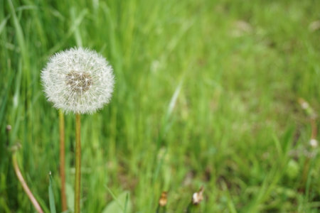 dandelion fluffの写真素材