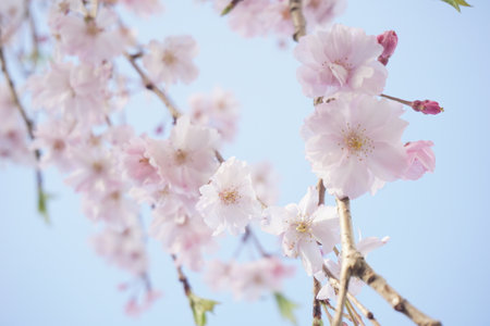 cherry blossomsの写真素材