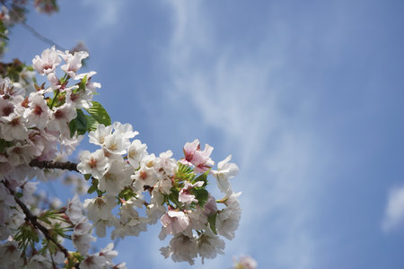 cherry blossomsの写真素材