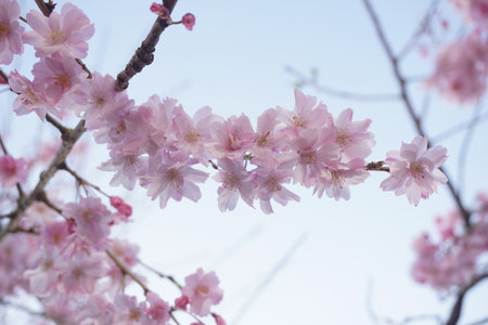 cherry blossomsの写真素材