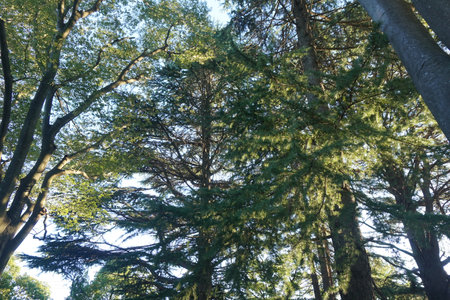 forestの写真素材