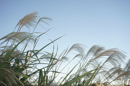 pampas grassの写真素材