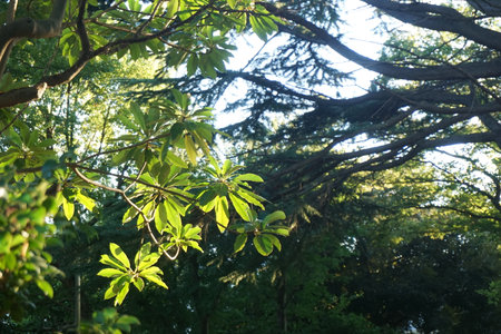 forestの写真素材