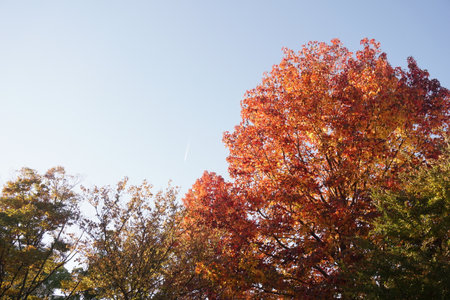 autumn leavesの写真素材