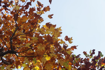 autumn leavesの写真素材