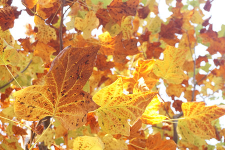 autumn leavesの写真素材