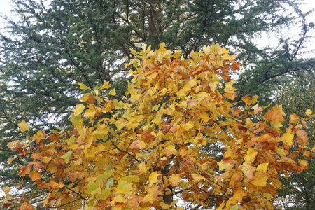 autumn leavesの写真素材
