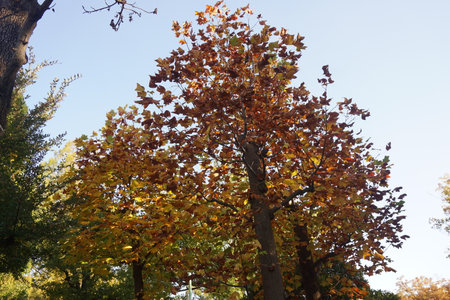 autumn leavesの写真素材