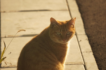 catの写真素材