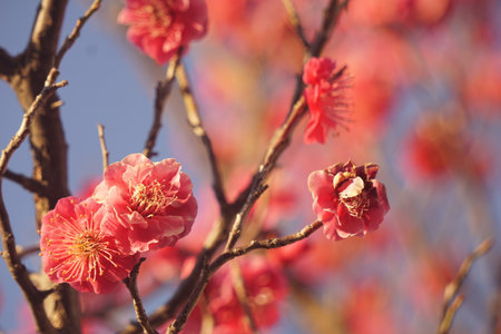 Plum blossomの写真素材