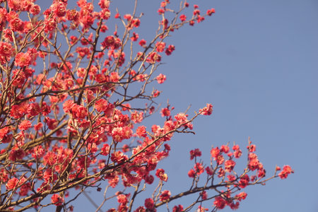 Plum blossomの写真素材