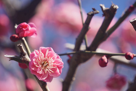 Plum blossomの写真素材