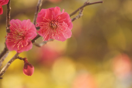 Plum blossomの写真素材
