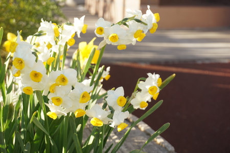Narcissusの写真素材