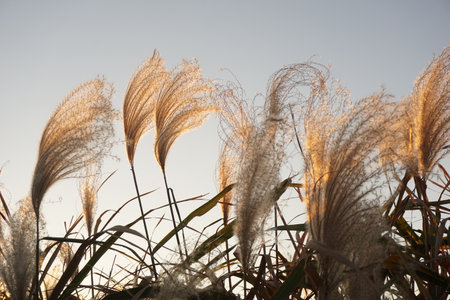 pampas grassの写真素材