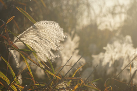 pampas grassの写真素材