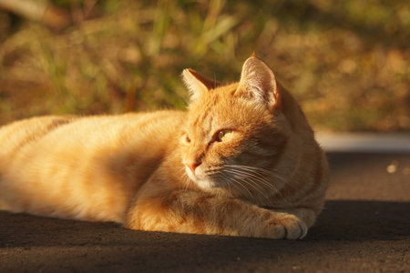 catの写真素材