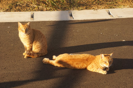 catの写真素材